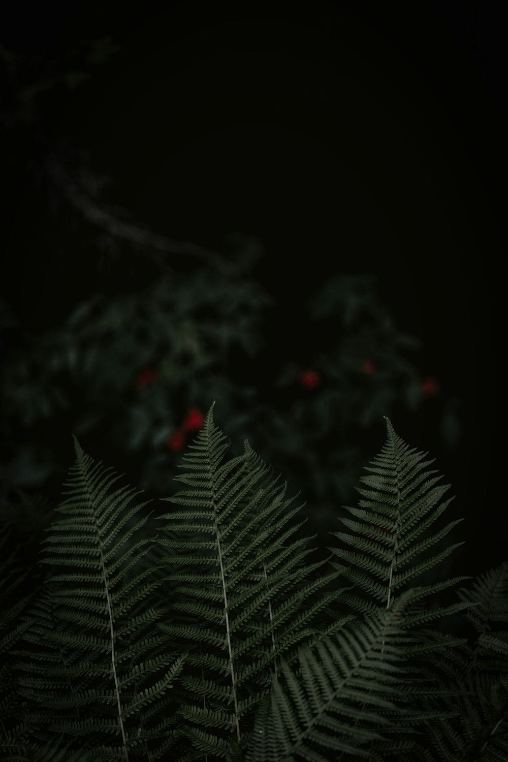 focused photo of green leaves during nighttime