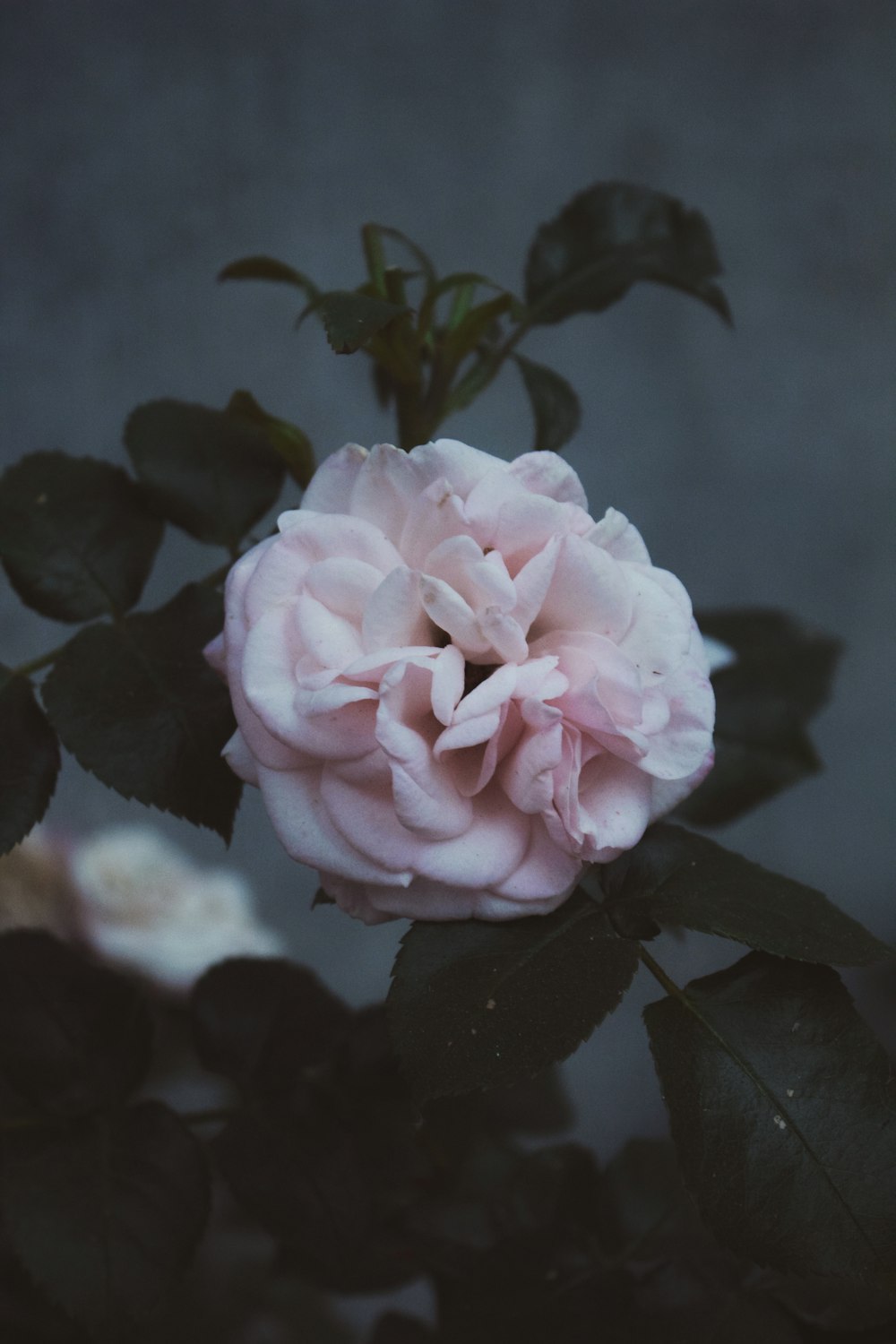 Foto macro de flor rosa