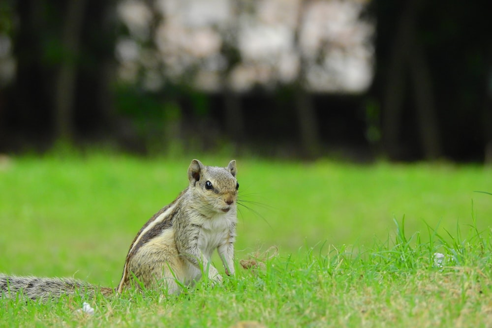 grey squirrel on grassland