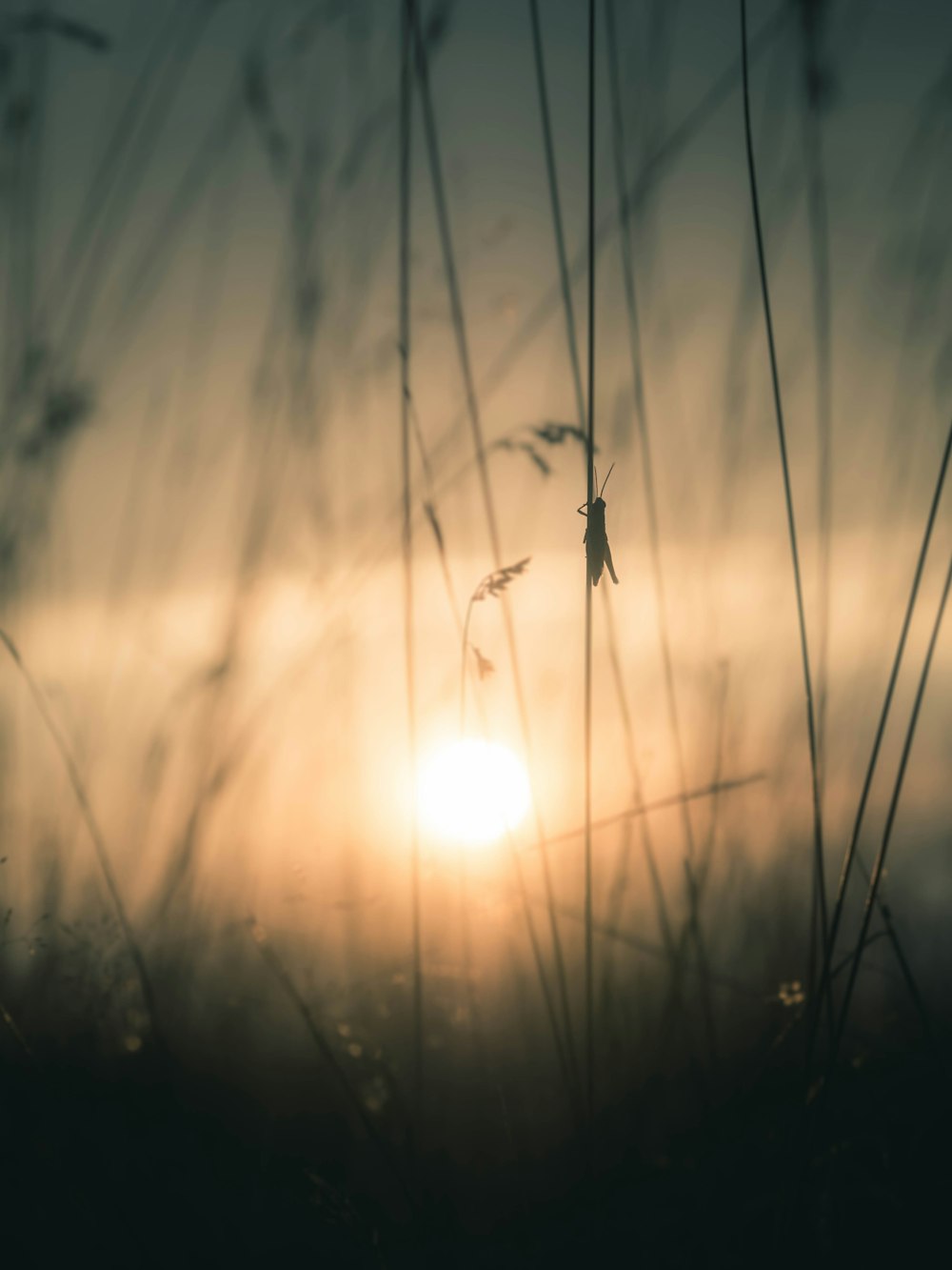 silhouette of grasshopper on grass photography during golden hour