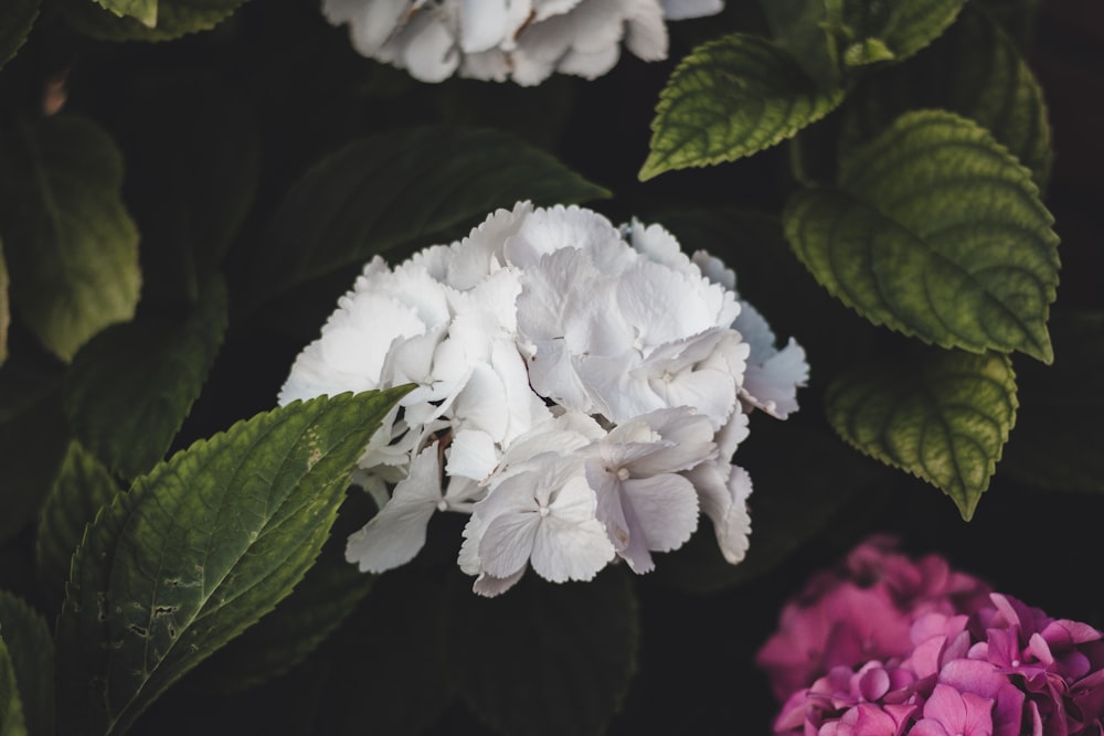Photographie de mise au point sélective d’une grappe de fleurs à pétales blancs