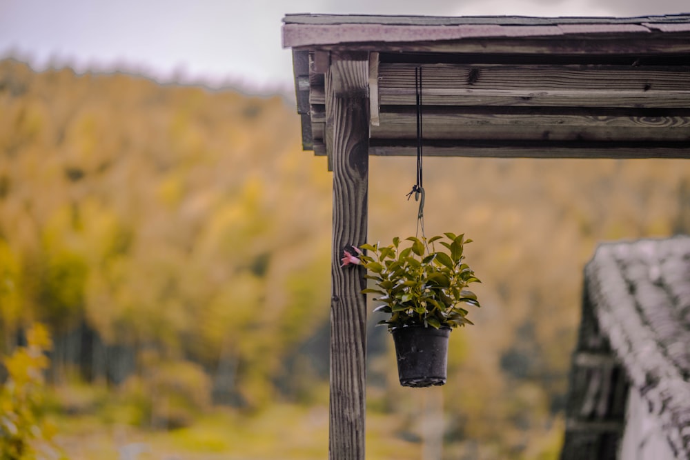 brown wooden house with hanging green plant