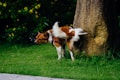 A small brown and white dog is urinating against a tree in a grassy garden. The dog is wearing a red harness and is lifting its back leg. Yellow flowers and green shrubs are visible in the background, adding to the natural setting.