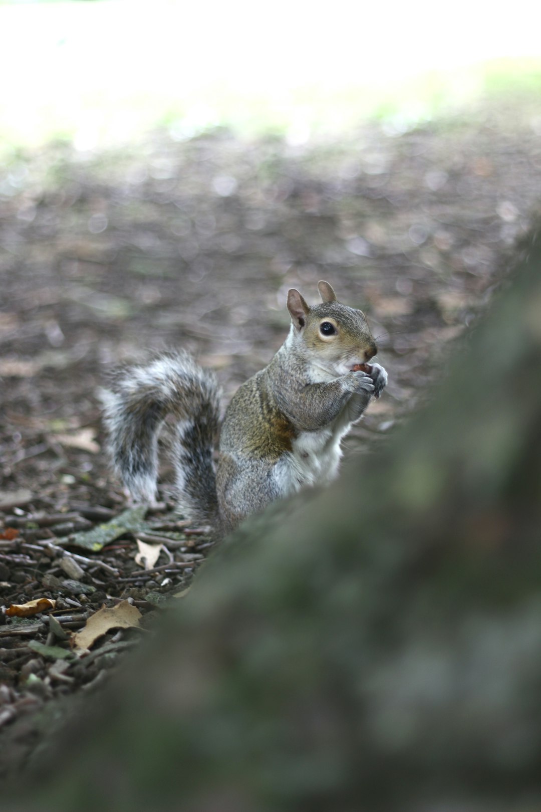 Travel Tips and Stories of Hyde Park in United Kingdom