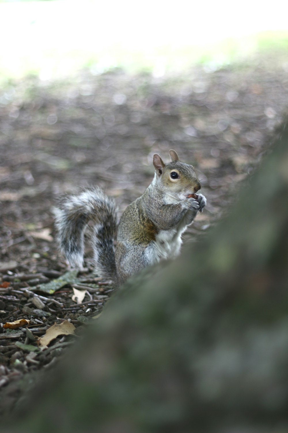 brown squirrel on brown ground during daytime