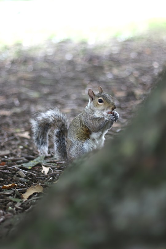 brown squirrel on brown ground during daytime in Hyde Park United Kingdom