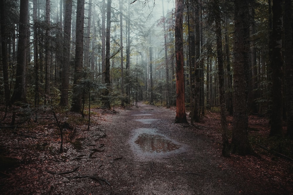 Sentiero tra gli alberi nella foresta