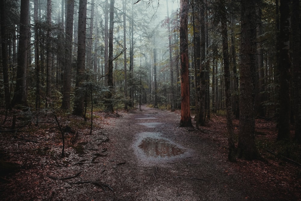 pathway between trees in forest