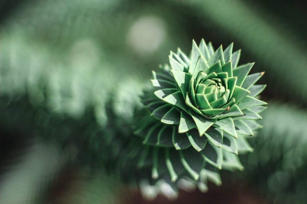 green succulent plant in close up photography