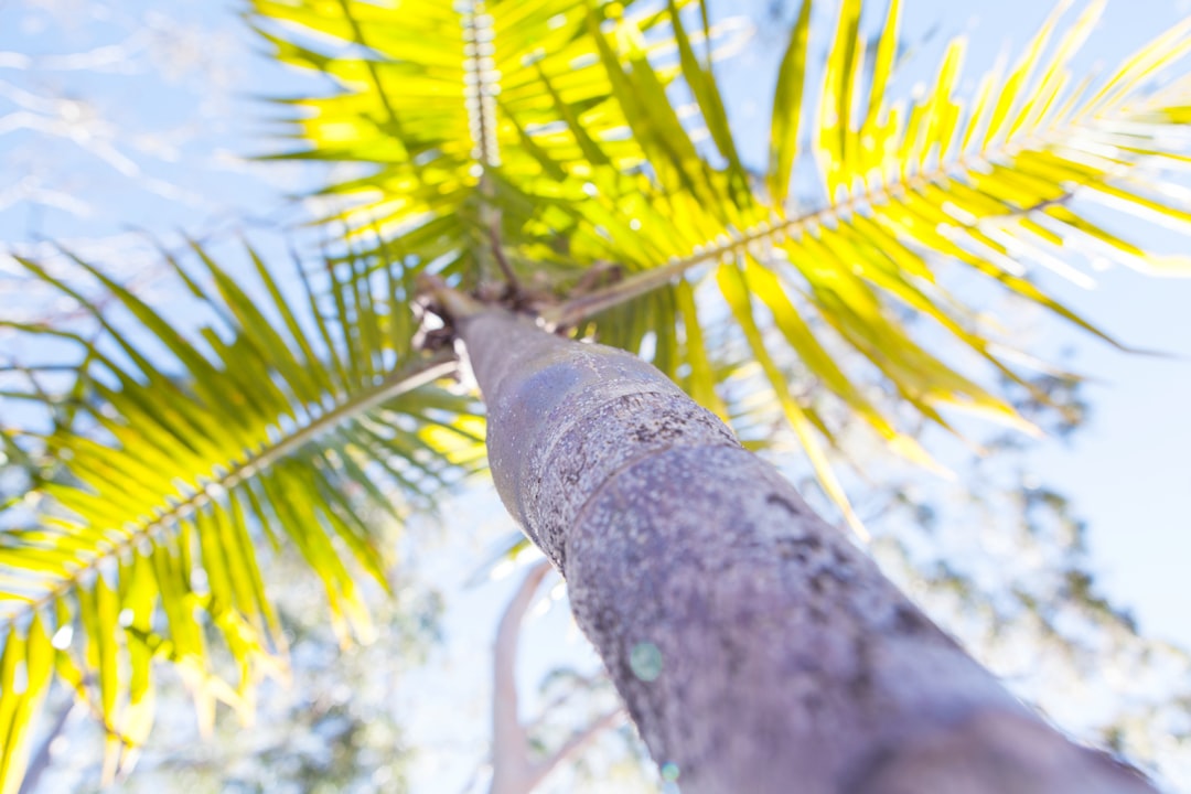 worm's eye view photography of coconut tree