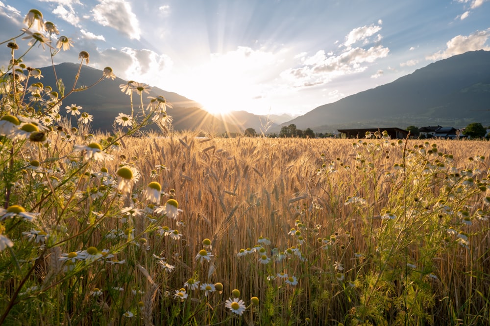 the sun is shining over a field of wildflowers