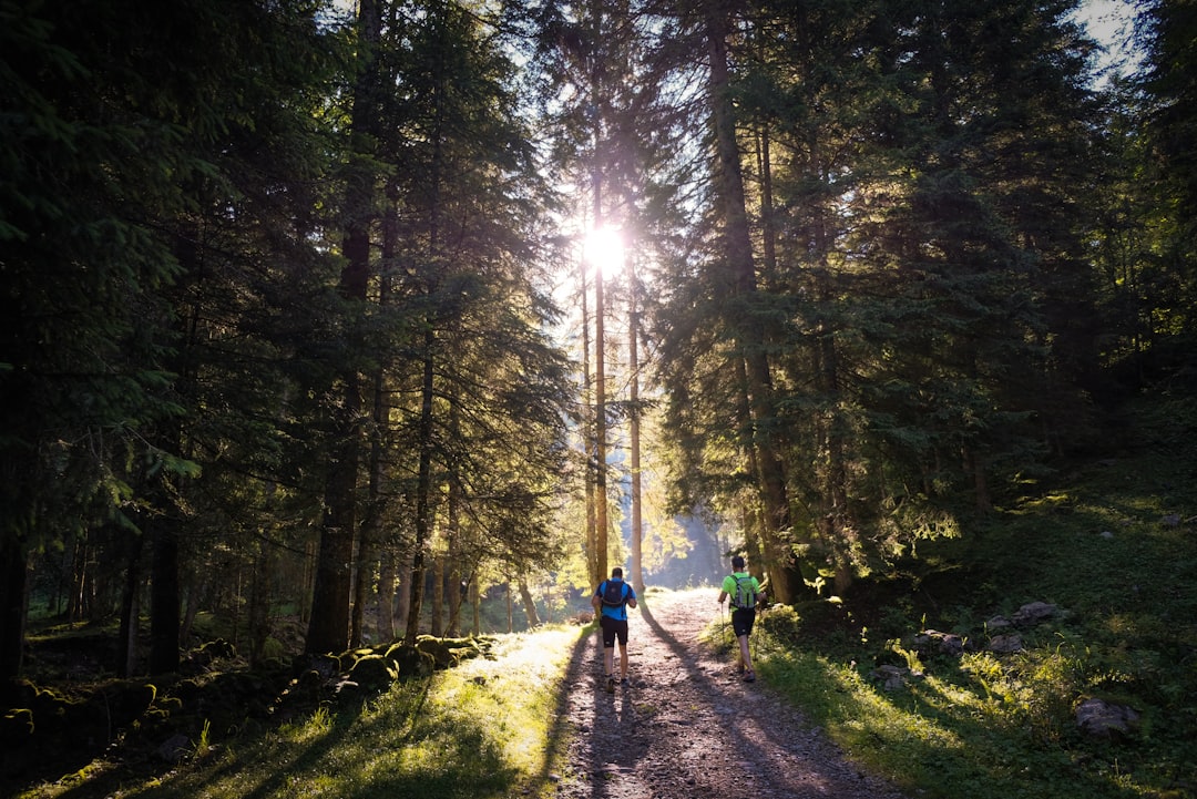 photo of Gandellino Forest near Lake Iseo