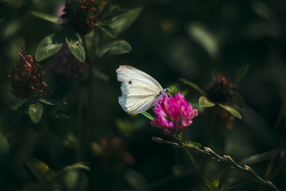 white moth perched on pink flower