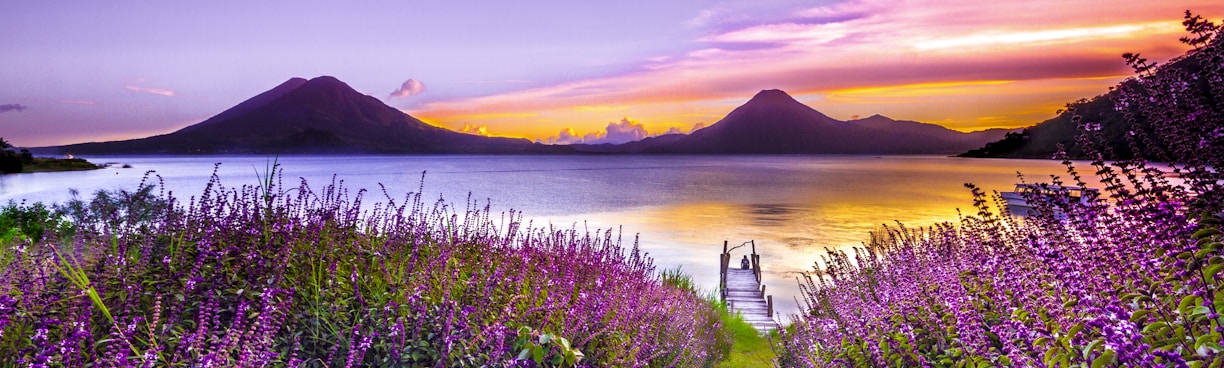 brown wooden dock between lavender flower field near body of water during golden hour