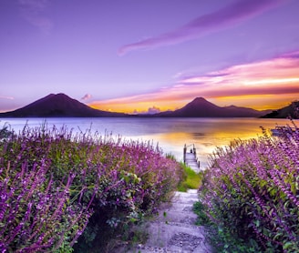 brown wooden dock between lavender flower field near body of water during golden hour