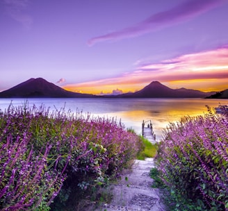 brown wooden dock between lavender flower field near body of water during golden hour