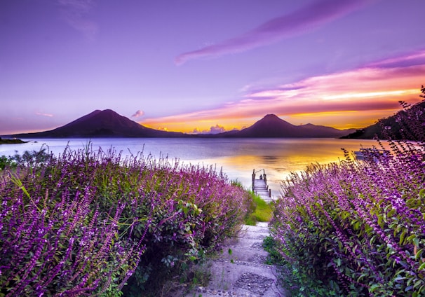 brown wooden dock between lavender flower field near body of water during golden hour