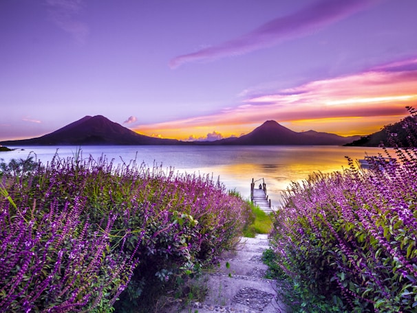 brown wooden dock between lavender flower field near body of water during golden hour