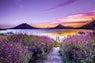 brown wooden dock between lavender flower field near body of water during golden hour