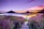 brown wooden dock between lavender flower field near body of water during golden hour