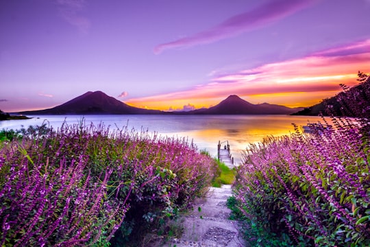 brown wooden dock between lavender flower field near body of water during golden hour in Lake Atitlán Guatemala