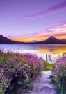 brown wooden dock between lavender flower field near body of water during golden hour