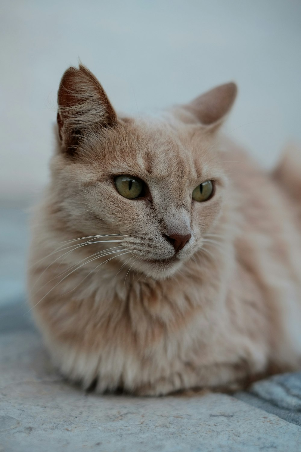 Chat orange à poil court sur une surface grise