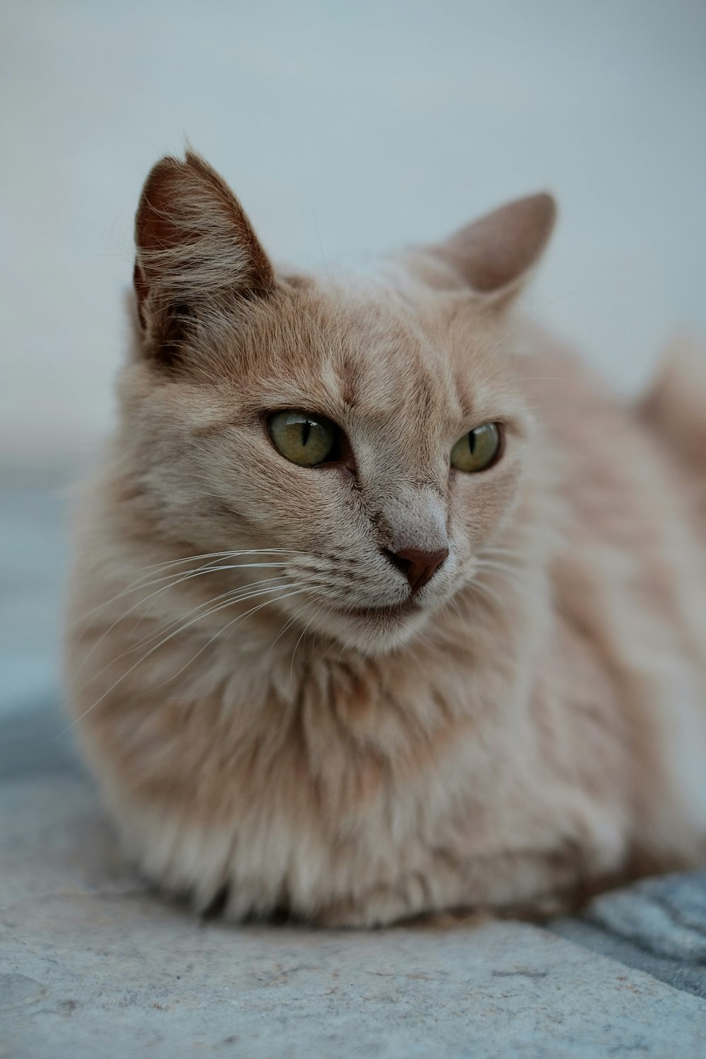 short-coated orange cat on gray surface