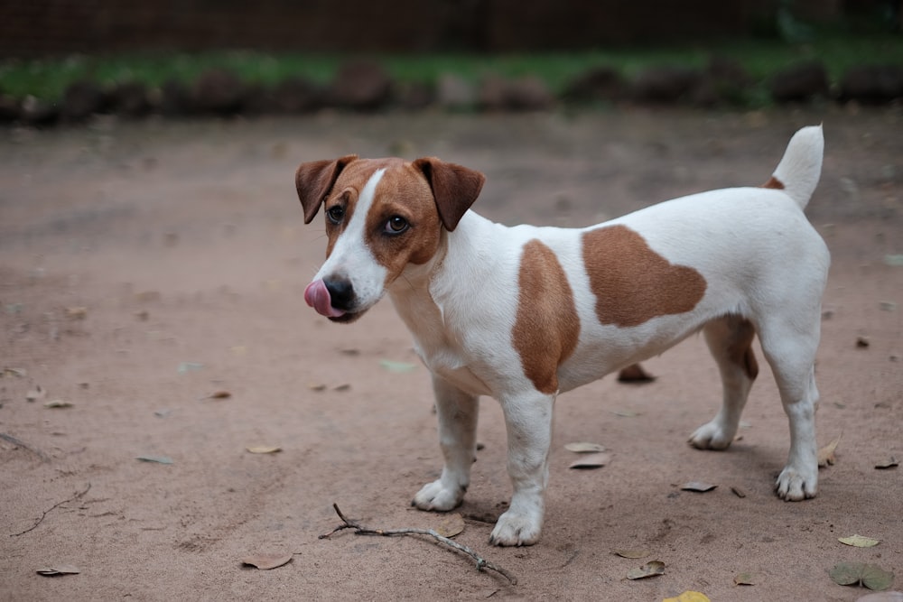 short-coated white and brown dog standing near green grass