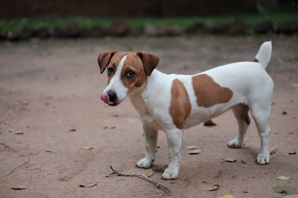 Jack Russell Terrier puppy in the grass