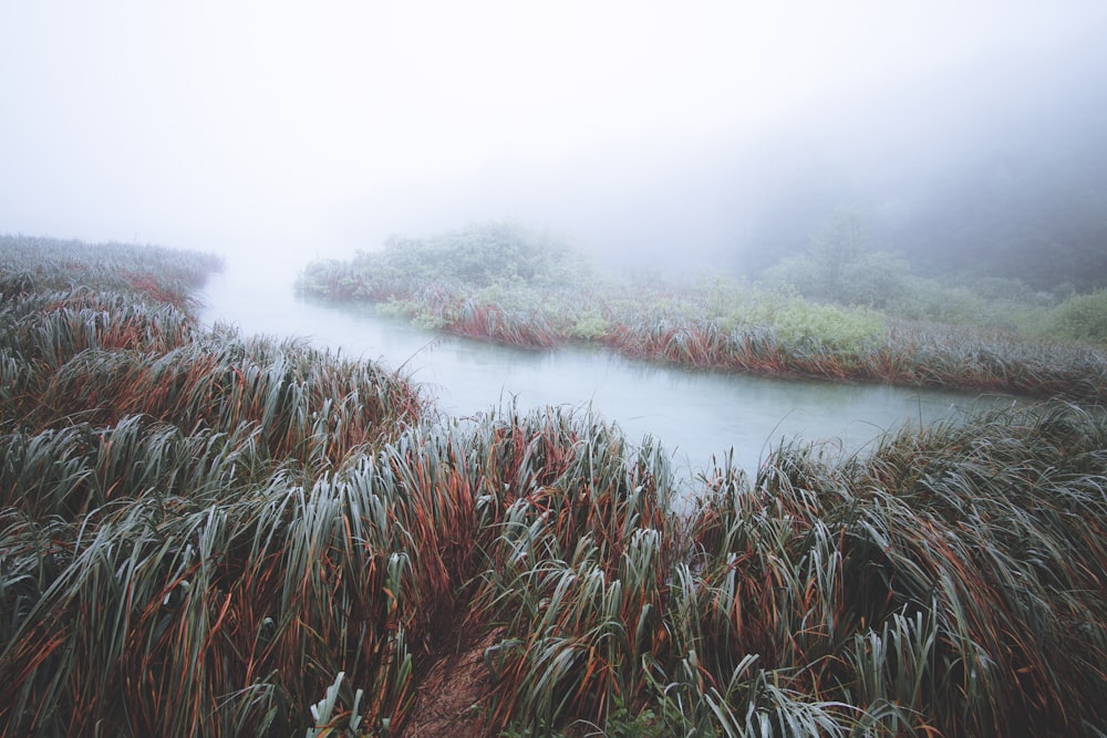 body of water between grass