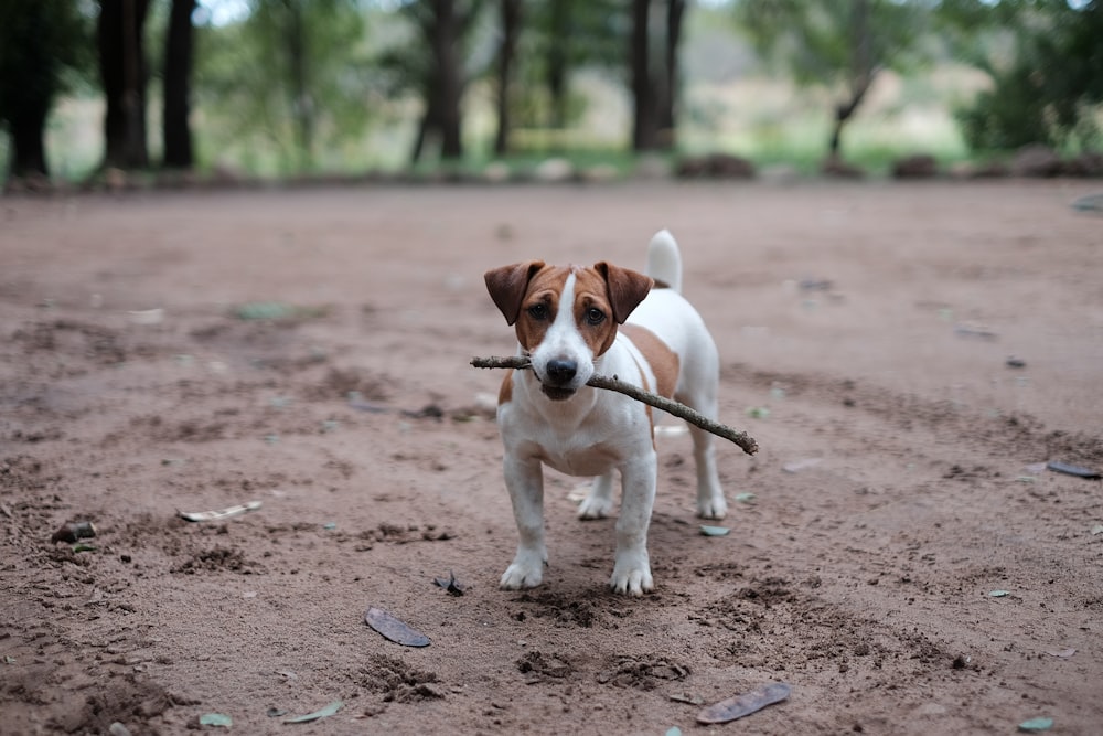 Madera de acariciar cachorro blanco y marrón