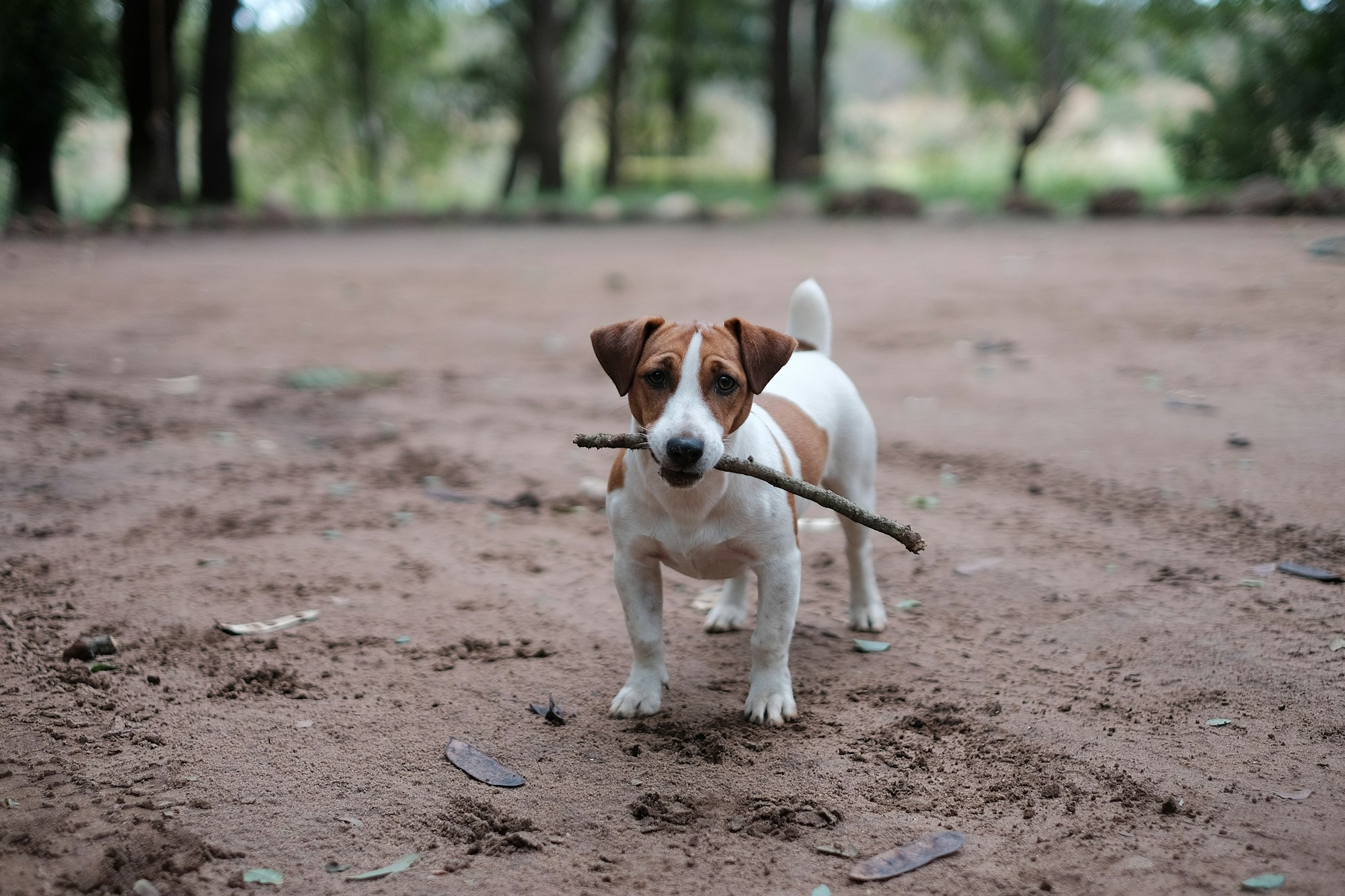 Pros and Cons of Owning a Jack Russell Terrier