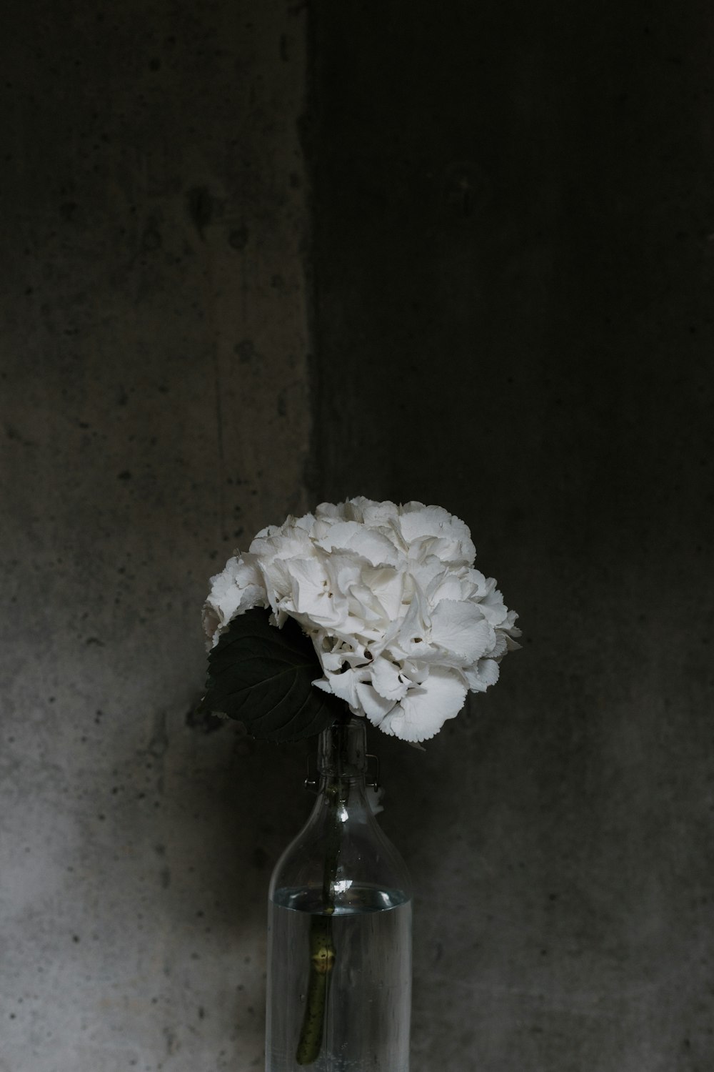 Weiße Blüten in klarer Glasflasche