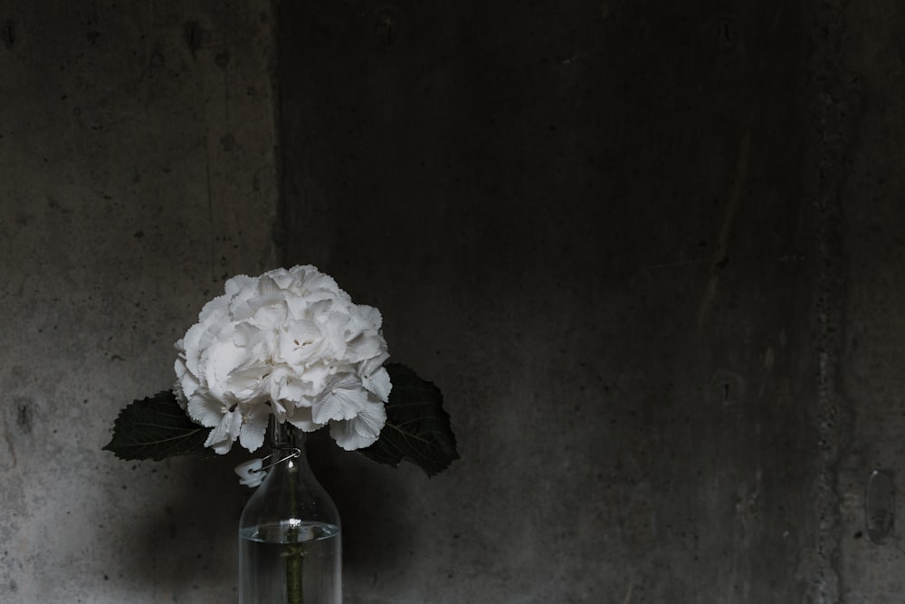 closeup photo of white petaled flower arrangement