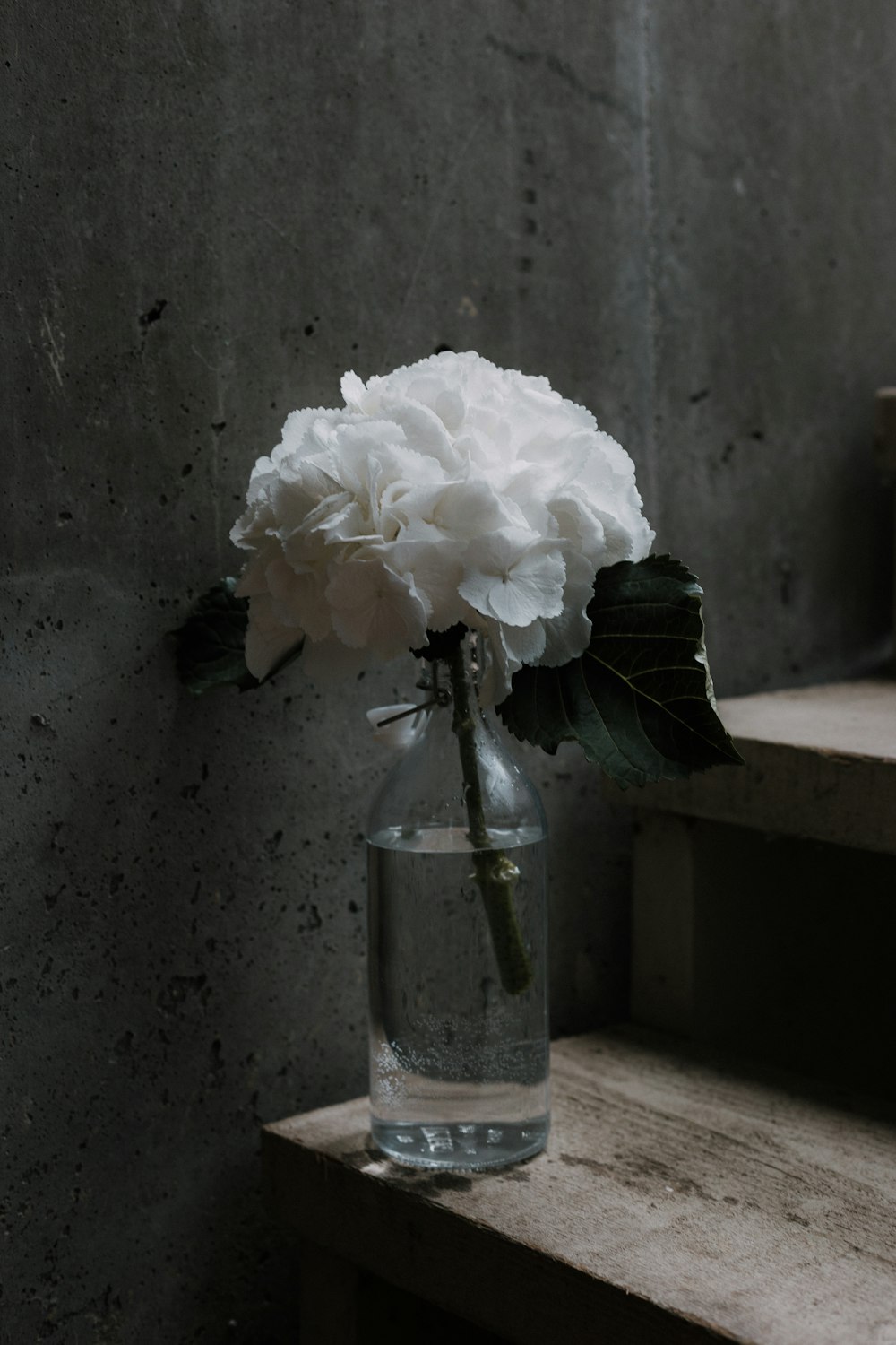 white petaled flower on glass jar