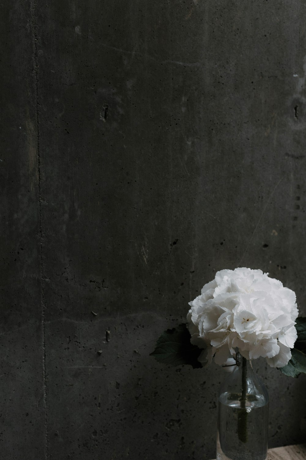 灰色の壁の横に白い花びらの花