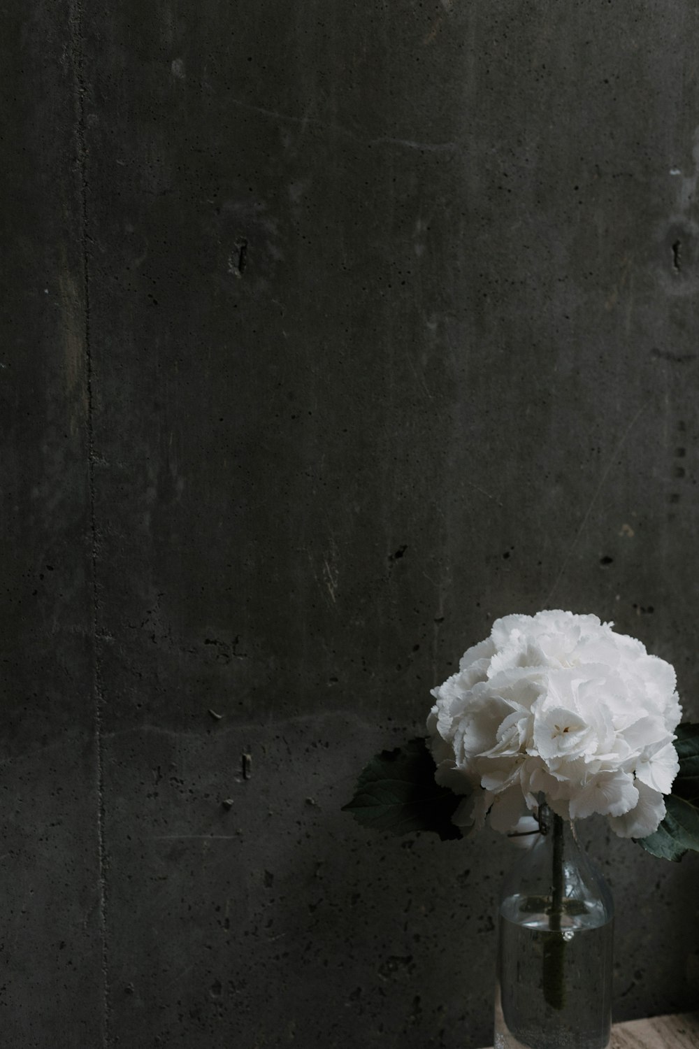 white petaled flowers beside gray wall