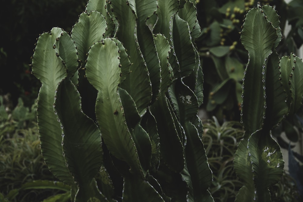 close up photo of green plant