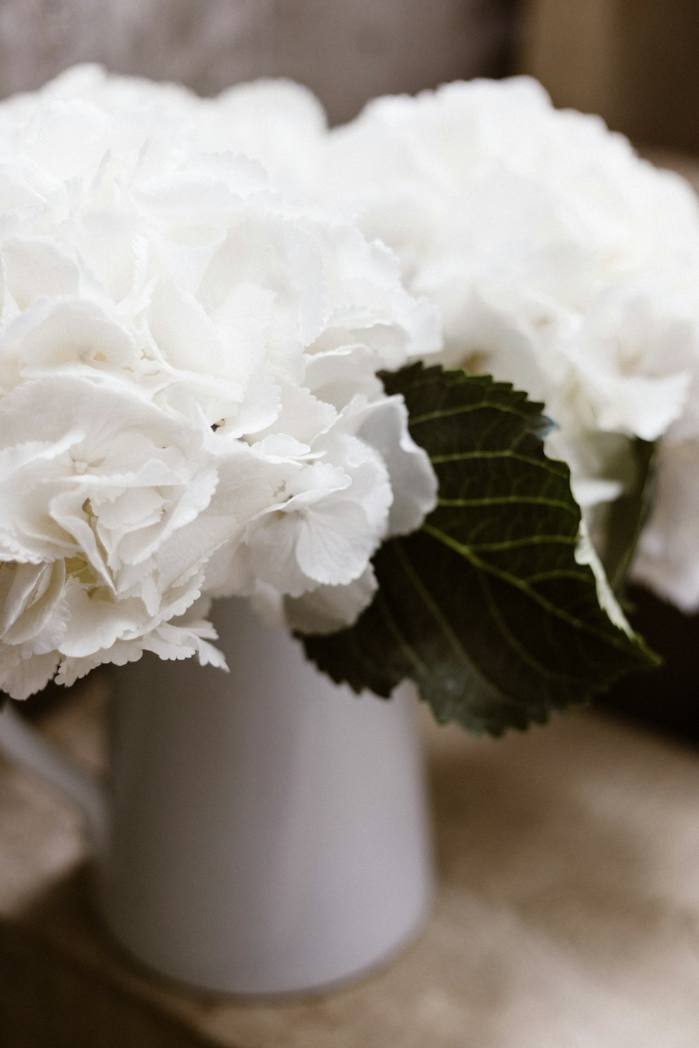白いアジサイの花