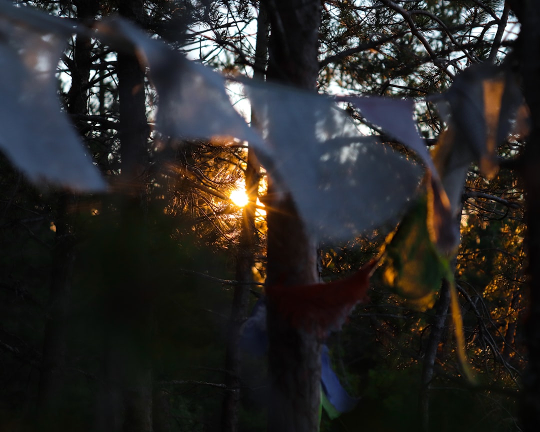 closeup photo of white textiles near trees