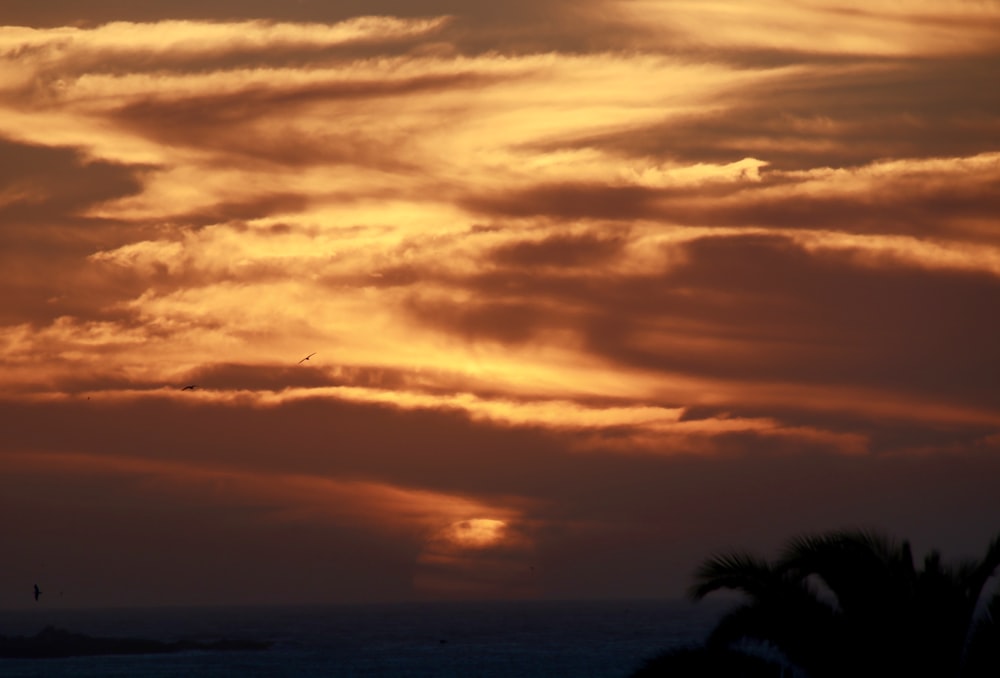 silhouette of coconut tree during golden hour