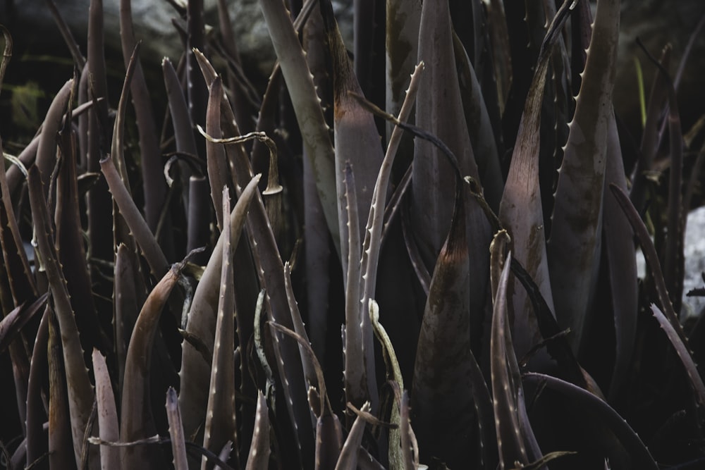 brown leaf plants with spikes on sides