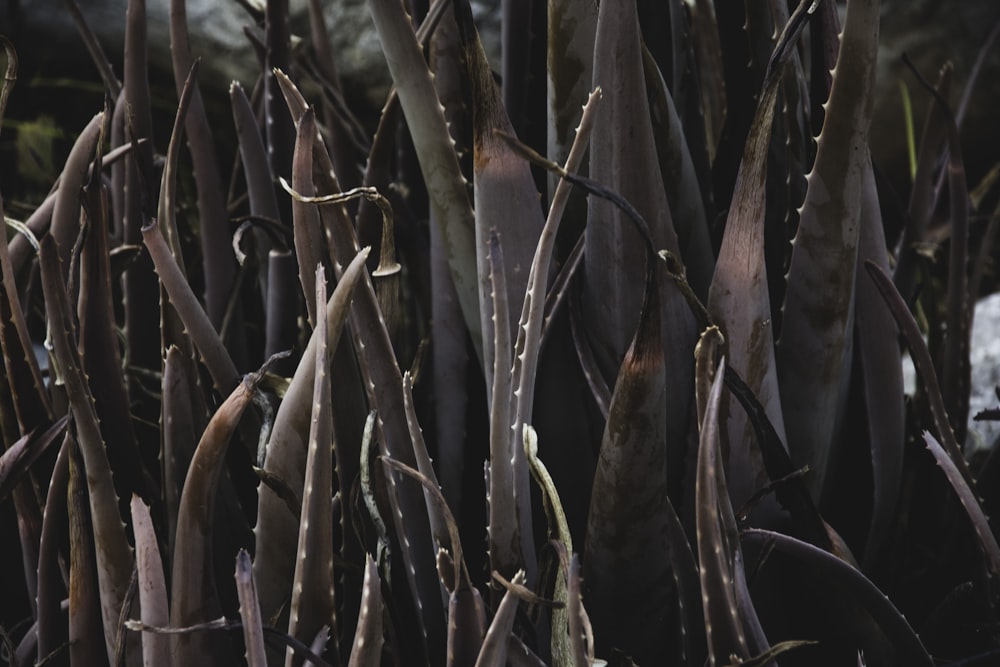 piante a foglia marrone con spighe sui lati
