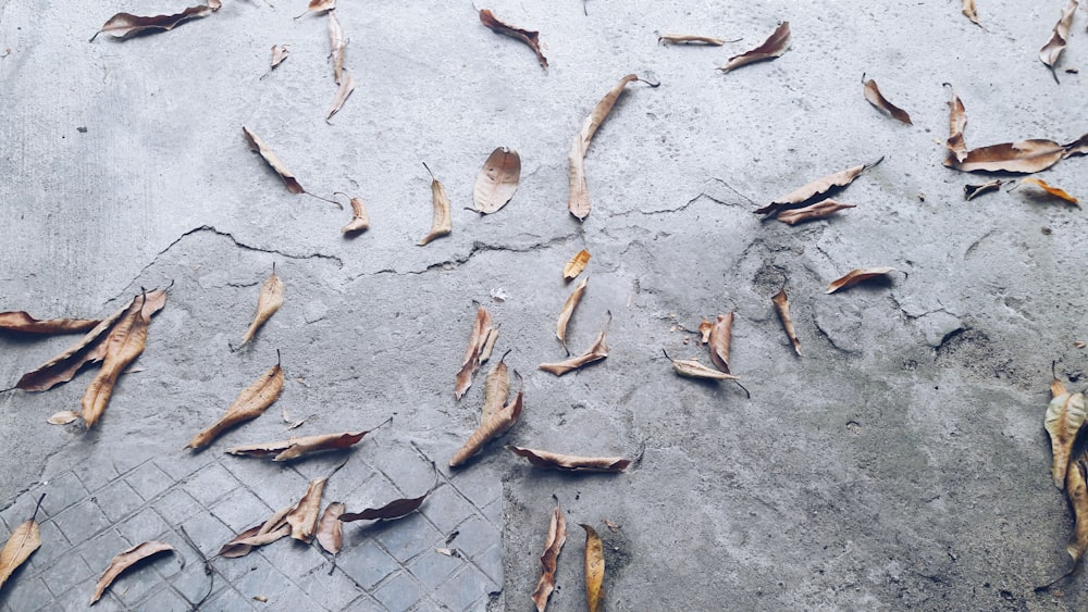 dried leaves on gray ground