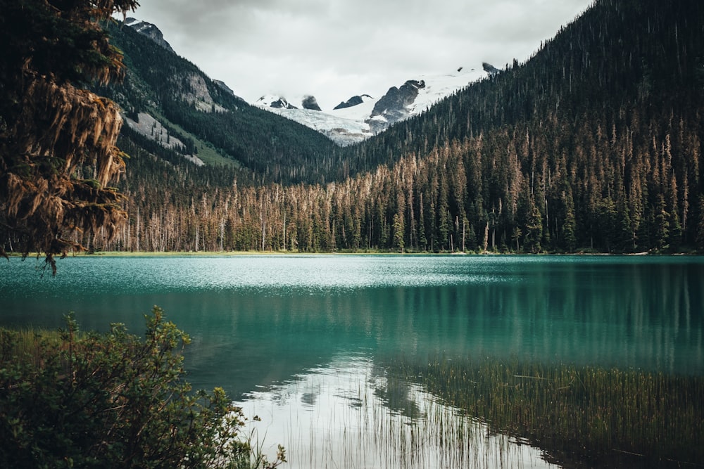 scenery of body of water near a forest