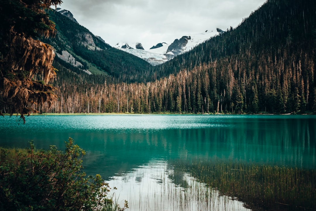 scenery of body of water near a forest