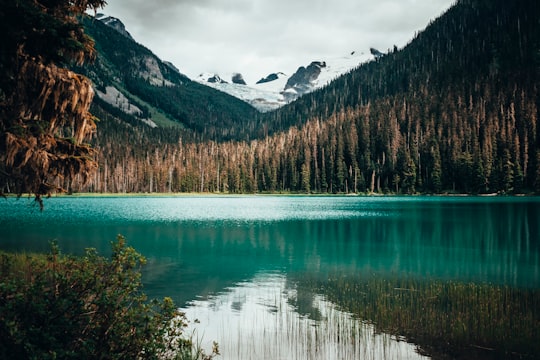 scenery of body of water near a forest in Joffre Lakes Provincial Park Canada