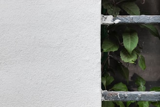 green leafed plant