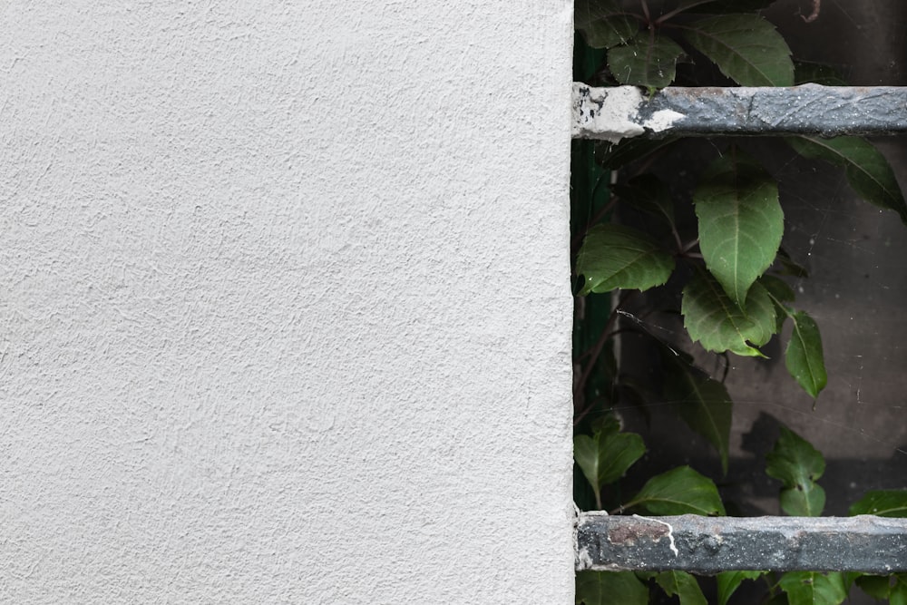 green leafed plant